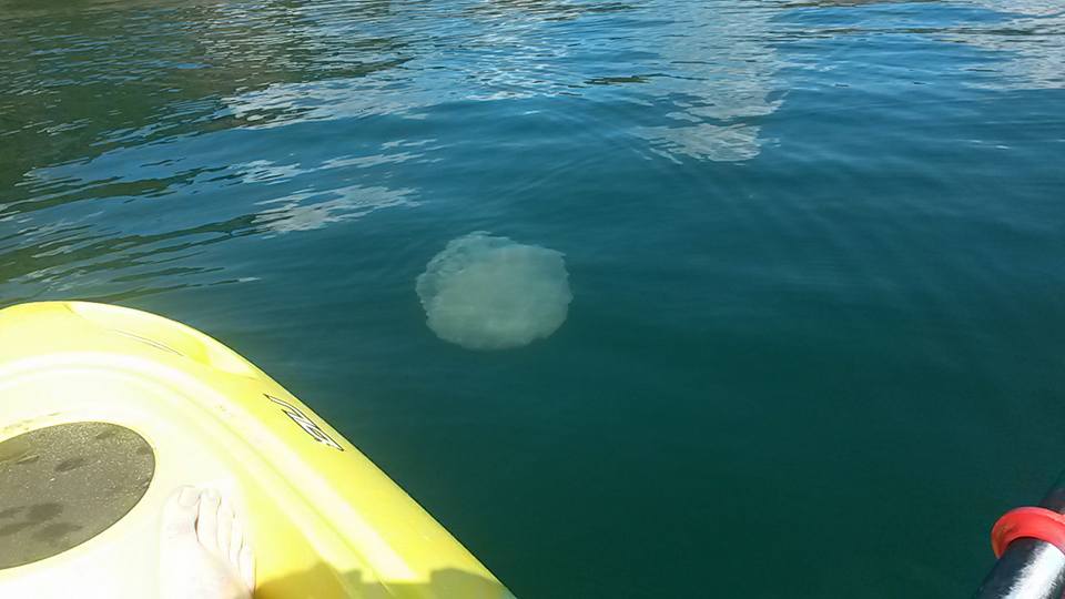 Jellyfish in Tenby