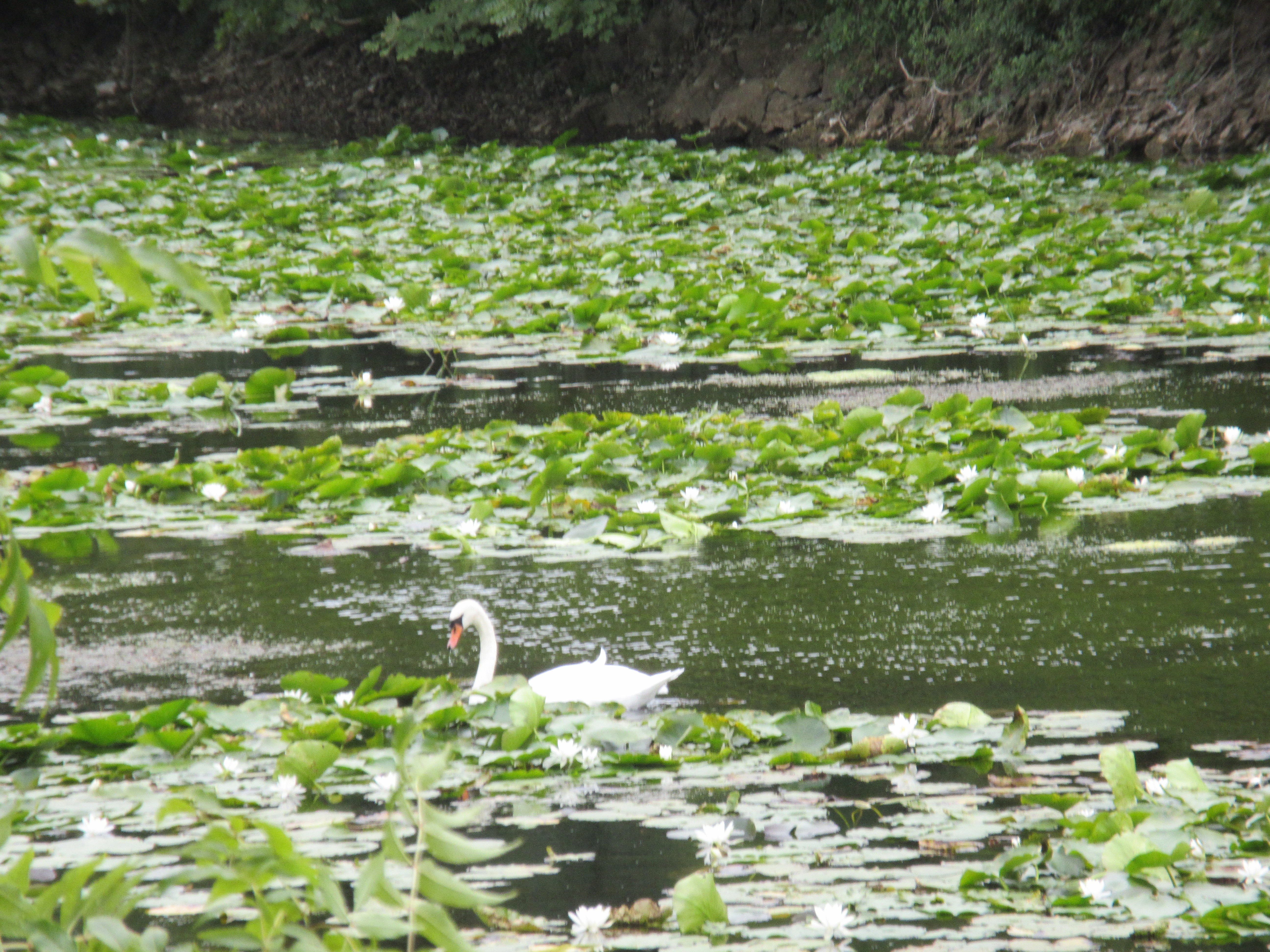 Bosherston Lily Ponds