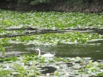 Bosherston Lily Ponds