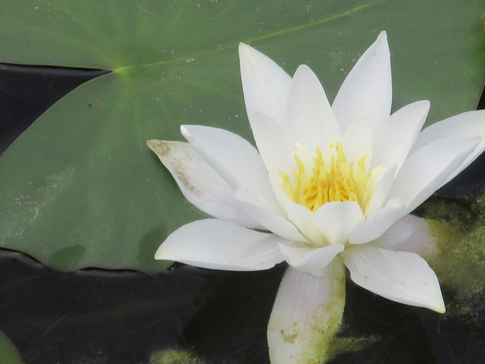 Bosherston Lily Ponds