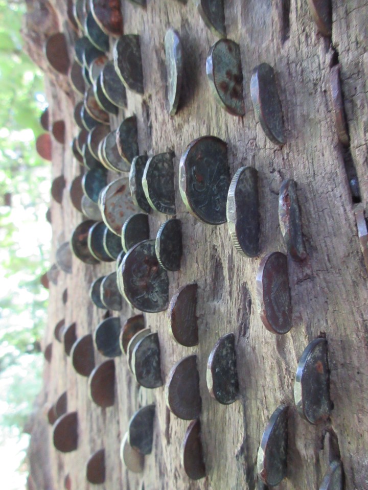 Colby Woodland Money Tree