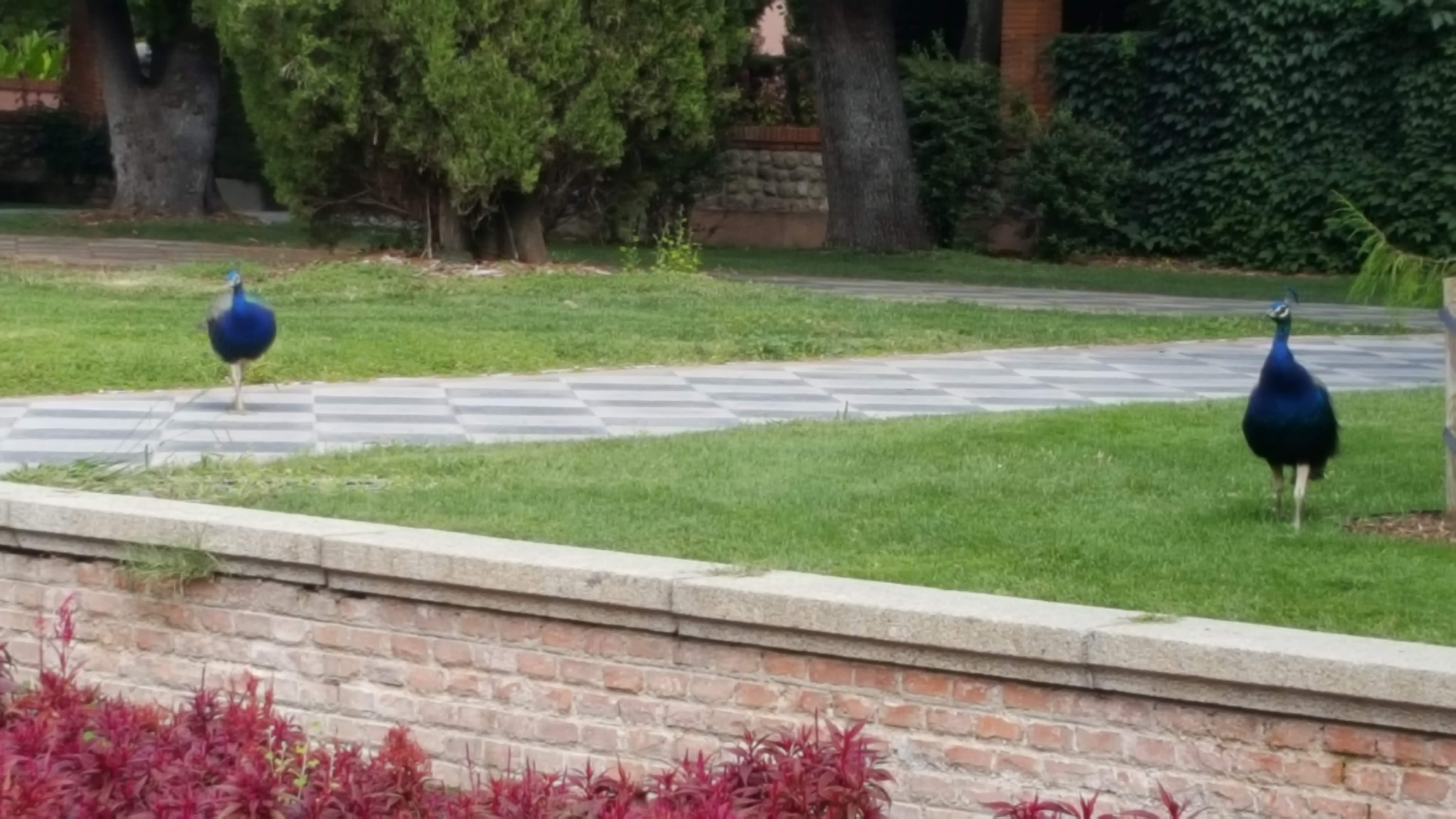 Peacock Park in Retiro Park