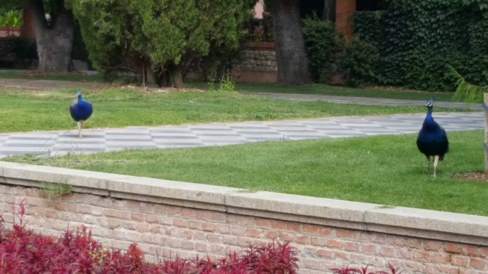 Peacock Park in Retiro Park