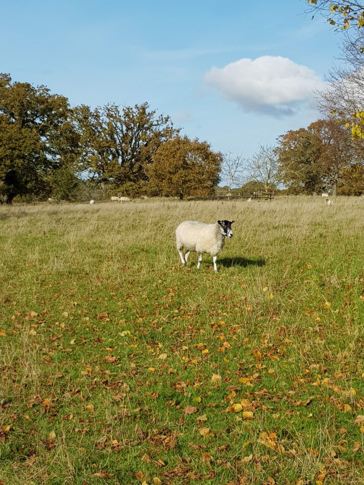 sheep at Ickworth