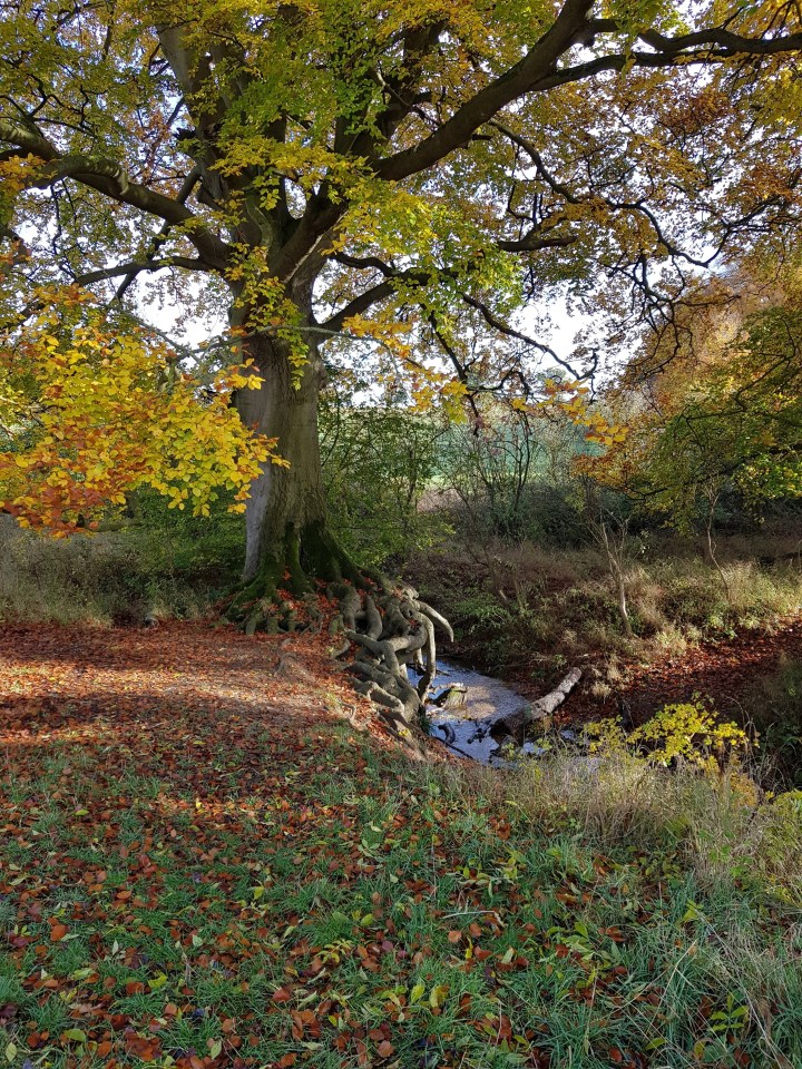 Ickworth estate Bury St Edmunds