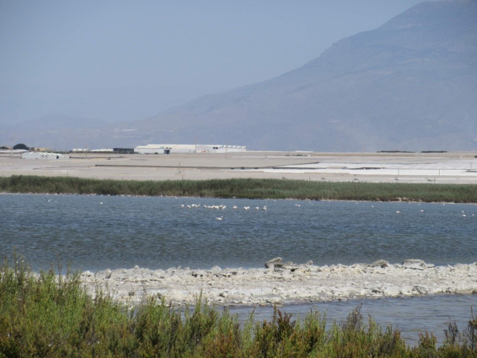 sabinar reserve flamingos near las marinas