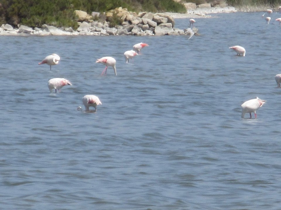 sabinar reserve flamingos near las marinas