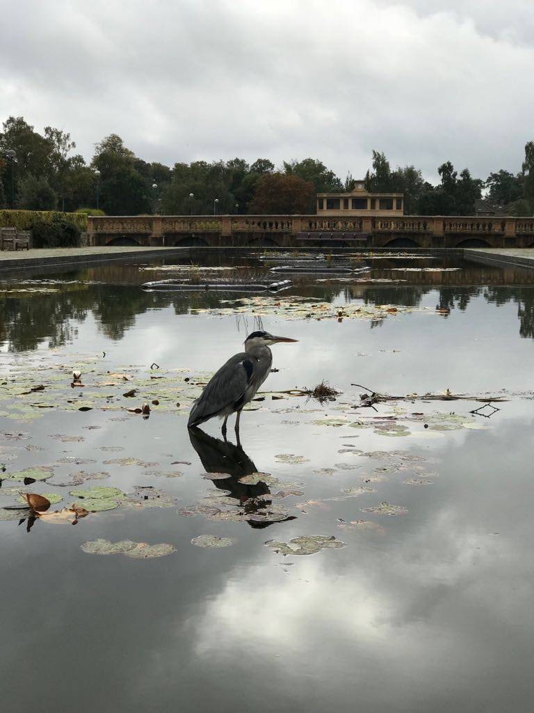 Heron at Eaton Park